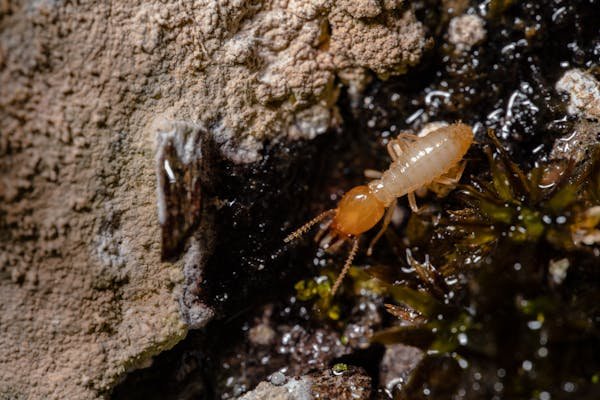 Diagnostic termites : quelles zones sont réellement menacées ?